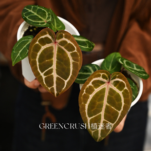 红水晶花烛籽播米歇尔zara粉柠檬神奇男孩天南星科热带植物植迷者