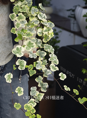 常春藤hedera yukihotaru雪莹小苗 日本引进庭院高颜值植物植迷者