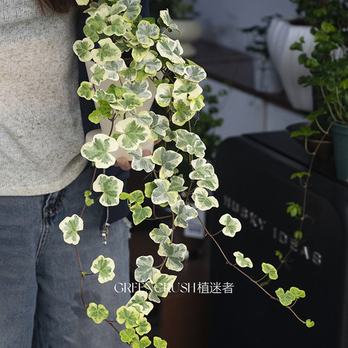 治愈系盆栽常春藤雪莹