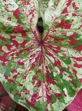 月光覆盆子彩叶芋种球荷兰进口球网红绿植观叶植物好养活