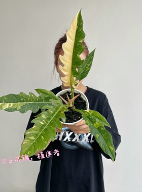 火之戒锦羽裂蔓绿绒进口盆栽热带绿植物室内窗台庭院好养 植迷者