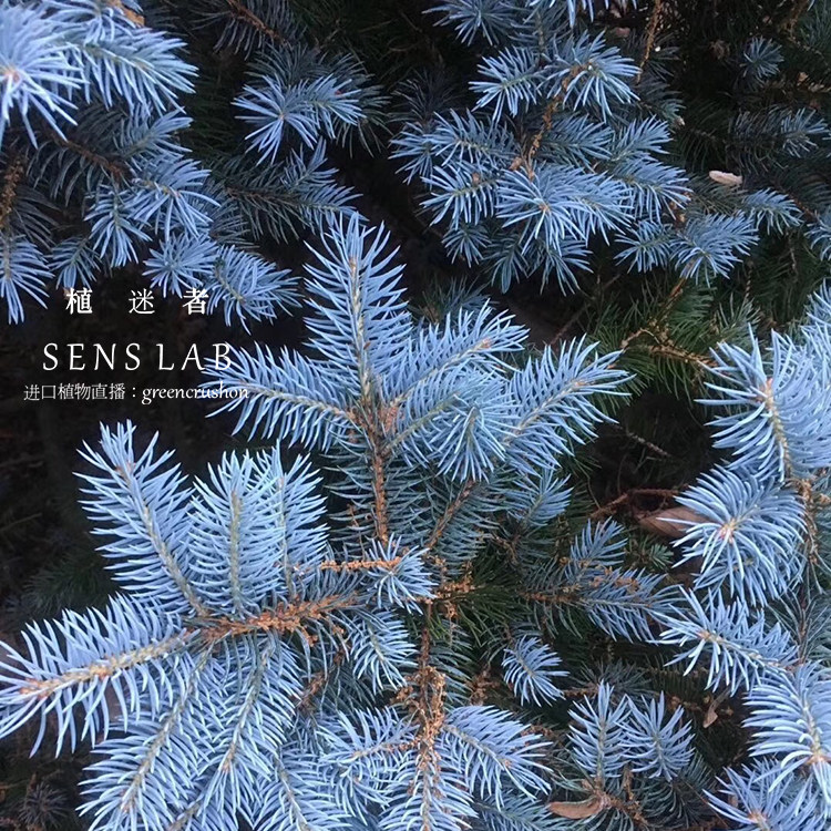 圣诞树科罗拉多蓝杉金杉挪威云杉绿植带土球根系基地直发植迷者