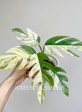 薄荷麒麟尾Epipremnum pinnatum variegated进口天南星科热植