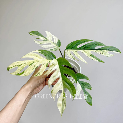 薄荷麒麟尾ins风网红热植