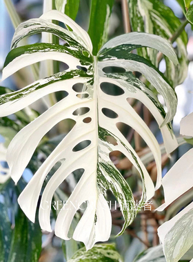 荷兰白叶白锦龟背竹锦进口ins室内绿植庭院稀有Monstera 植迷者