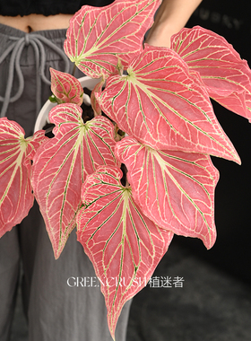 彩叶芋盆栽合集粉云辐射粉色飞溅泰国美人红桃A米兰白月光植迷者