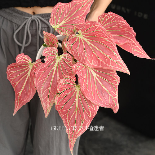 网红热植叶片超美彩叶芋