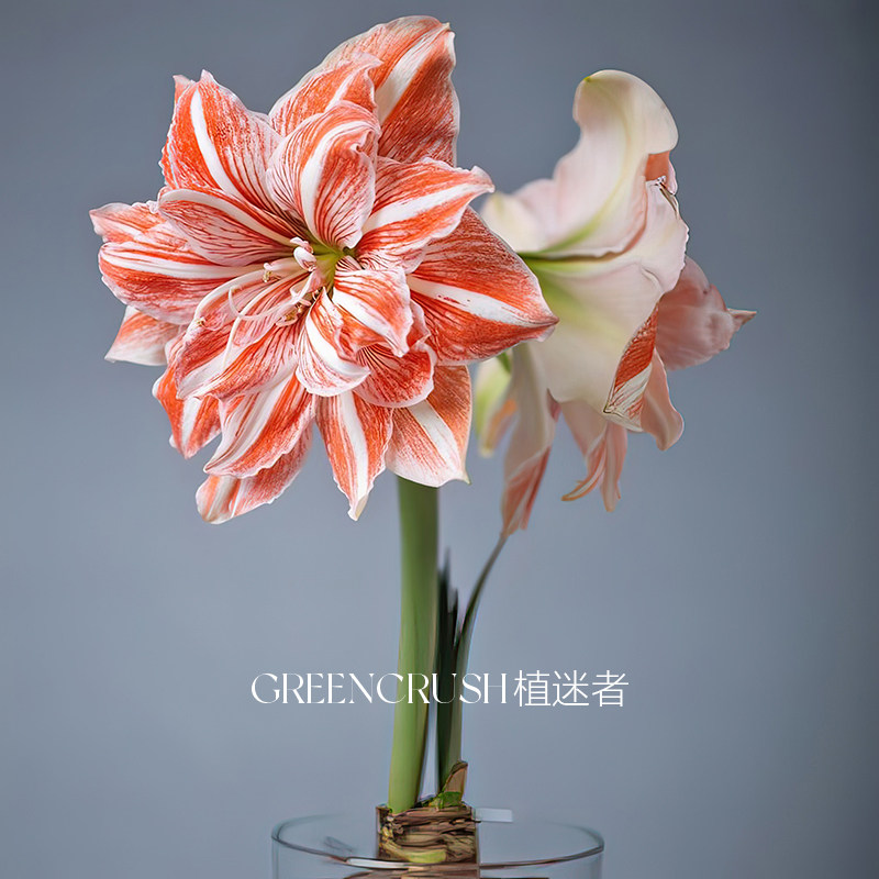秘鲁荷兰重瓣袋装朱顶红种球球根花卉植物室内花阳台庭院好养盆栽