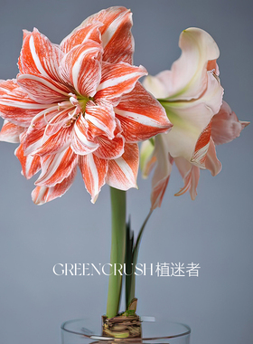 秘鲁荷兰重瓣袋装朱顶红种球球根花卉植物室内花阳台庭院好养盆栽