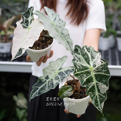 粉锦大仙女盆栽植迷者