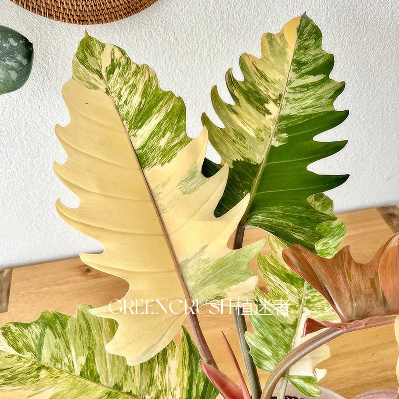 焦糖大理石蔓绿绒ins风网红热植进口绿植盆栽室内阳台观叶植物,鲜花速递/花卉仿真/绿植园艺,蔓绿绒,淘宝优惠券,粉丝福利购,淘宝优惠卷