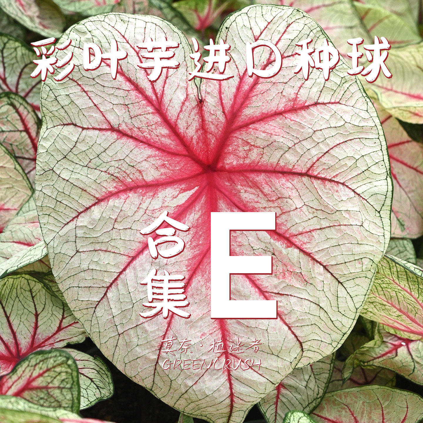彩叶芋进口种球集合E莫奈.植迷者图片