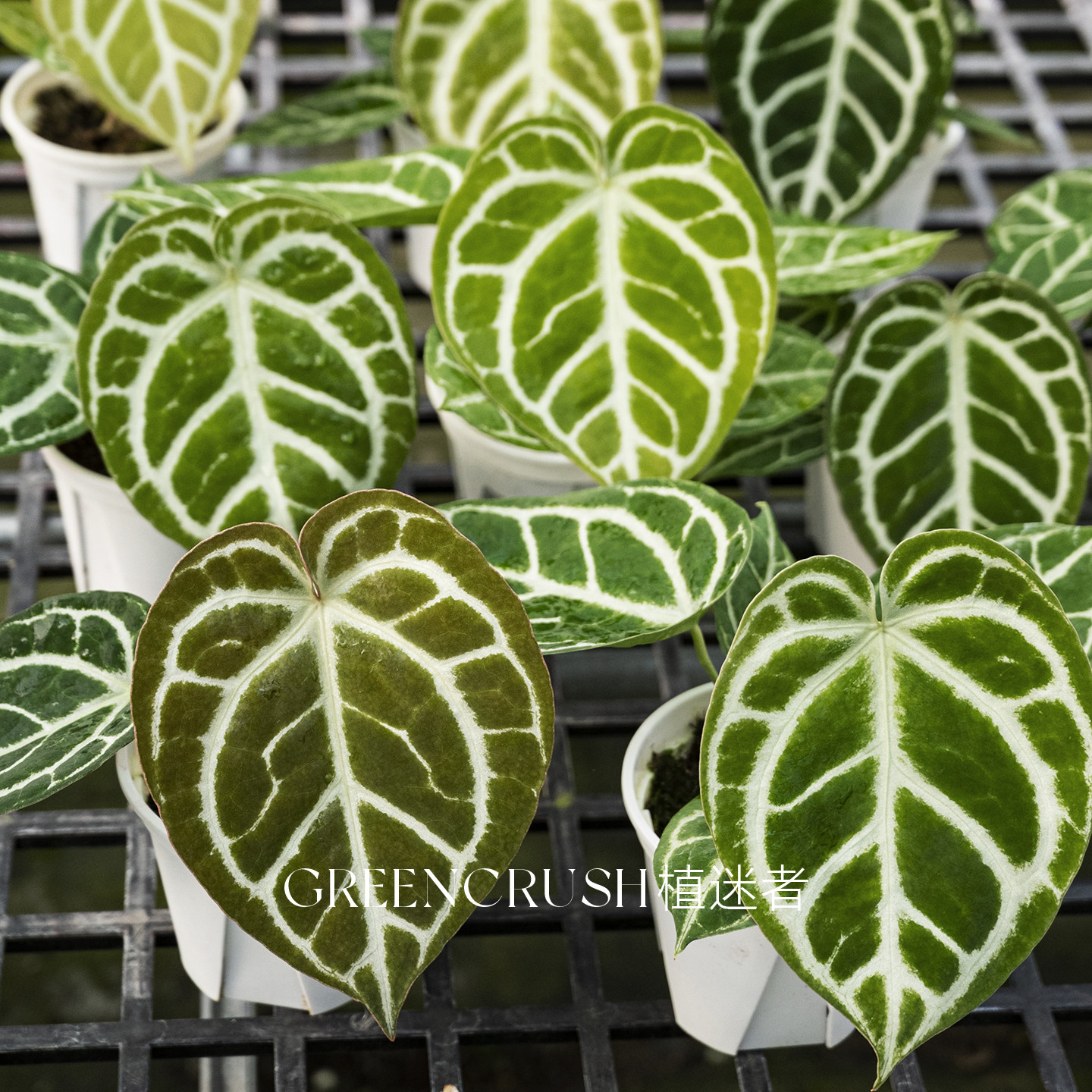 南美原种水晶哥伦比亚黑水晶籽播热植花烛室内盆栽观叶植物植迷者,鲜花速递/花卉仿真/绿植园艺,花烛,淘宝优惠券,粉丝福利购,淘宝优惠卷