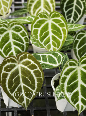 南美原种水晶哥伦比亚黑水晶籽播热植花烛室内盆栽观叶植物植迷者