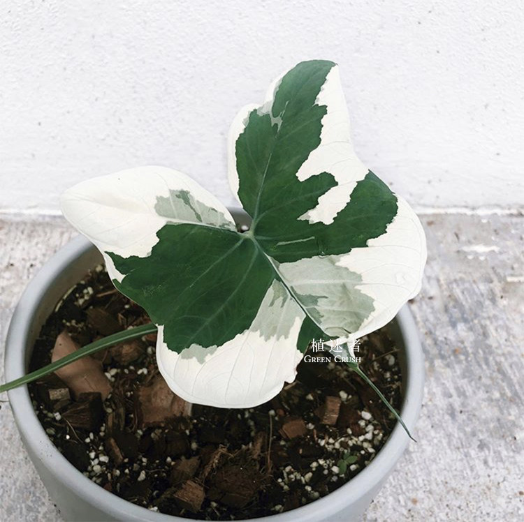 米老鼠Alocasia海芋米奇白锦芋头泰国进口植物庭院网红新品植迷者,鲜花速递/花卉仿真/绿植园艺,海芋,淘宝优惠券,粉丝福利购,淘宝优惠卷