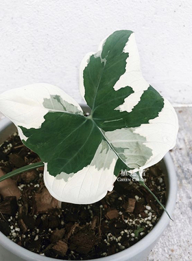 米老鼠Alocasia海芋米奇白锦芋头泰国进口植物庭院网红新品植迷者