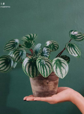 西瓜皮椒草麒麟瓜ins风懒人植物好养园艺室内盆栽送礼植迷