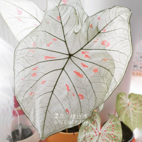 彩叶芋进口种球草莓之星
