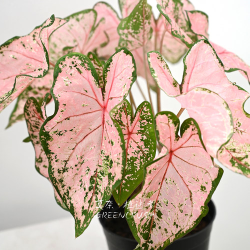 彩叶芋国产盆栽合集莫奈.植迷者