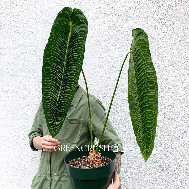 火鹤王火鹤后花烛大叶客厅阳台庭院室内绿植热植盆栽植迷者-封面