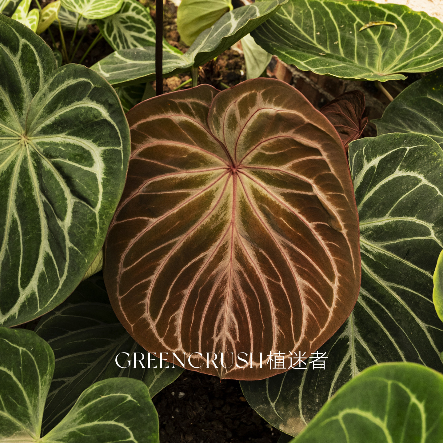 花烛kos黑桃王牌红脉籽播观叶植物观赏热带室内植迷者,鲜花速递/花卉仿真/绿植园艺,花烛,淘宝优惠券,粉丝福利购,淘宝优惠卷