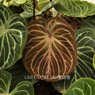 花烛kos黑桃王牌红脉籽播观叶植物观赏热带室内植迷者