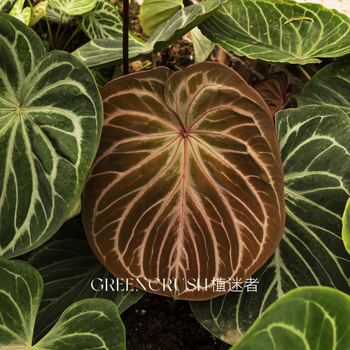 花烛kos黑桃王牌红脉籽播观叶植物观赏热带室内植迷者