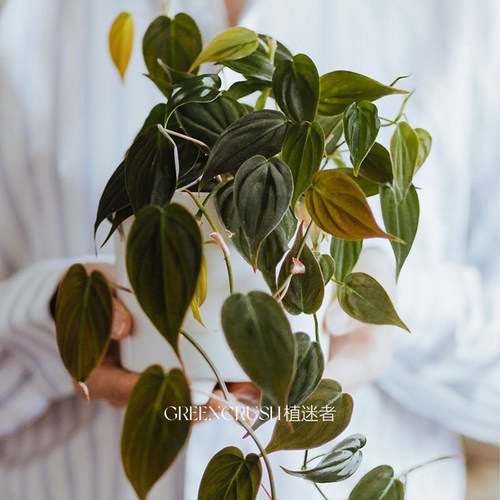 云母蔓绿绒爬藤绿萝 北欧ins风 热带植物室内窗台庭院好养 植迷者