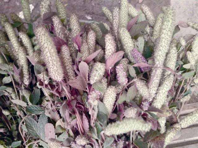 贵州特色农产品 22年木姜花 辣椒水会豆汤香料  一份20朵以上包邮