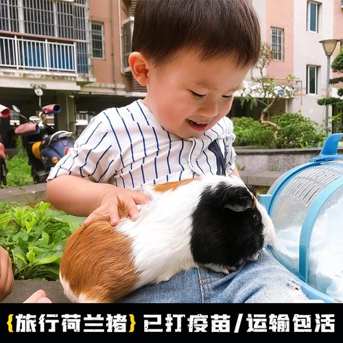 可爱自家繁殖宠物荷兰猪活体荷兰鼠豚鼠活物宝宝天竺鼠健康包活 - 封面