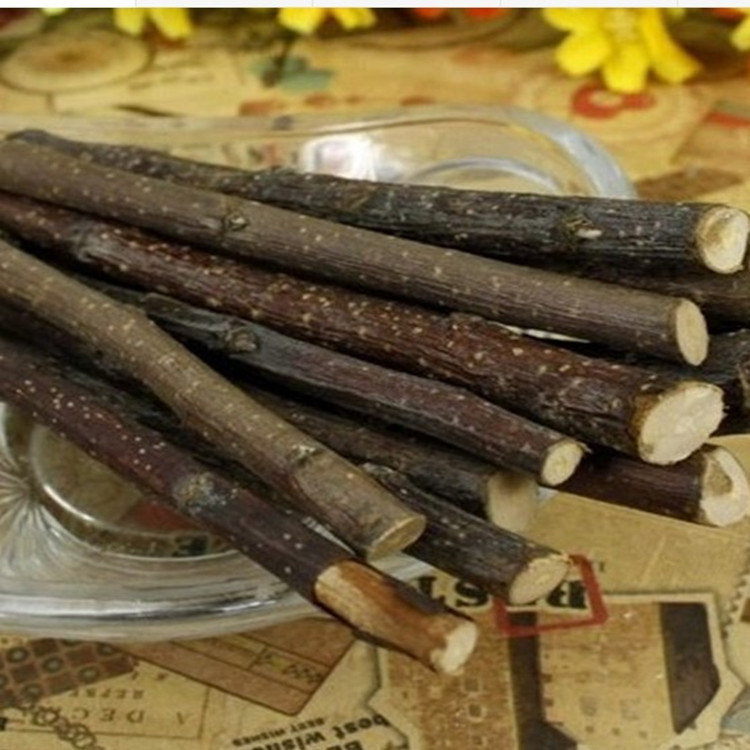 新品豚鼠荷兰猪仓鼠果木天竺鼠