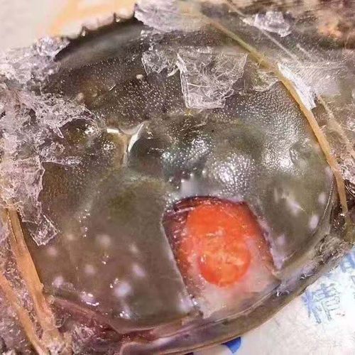 温州海鲜万江呛蟹红膏炝蟹江蟹