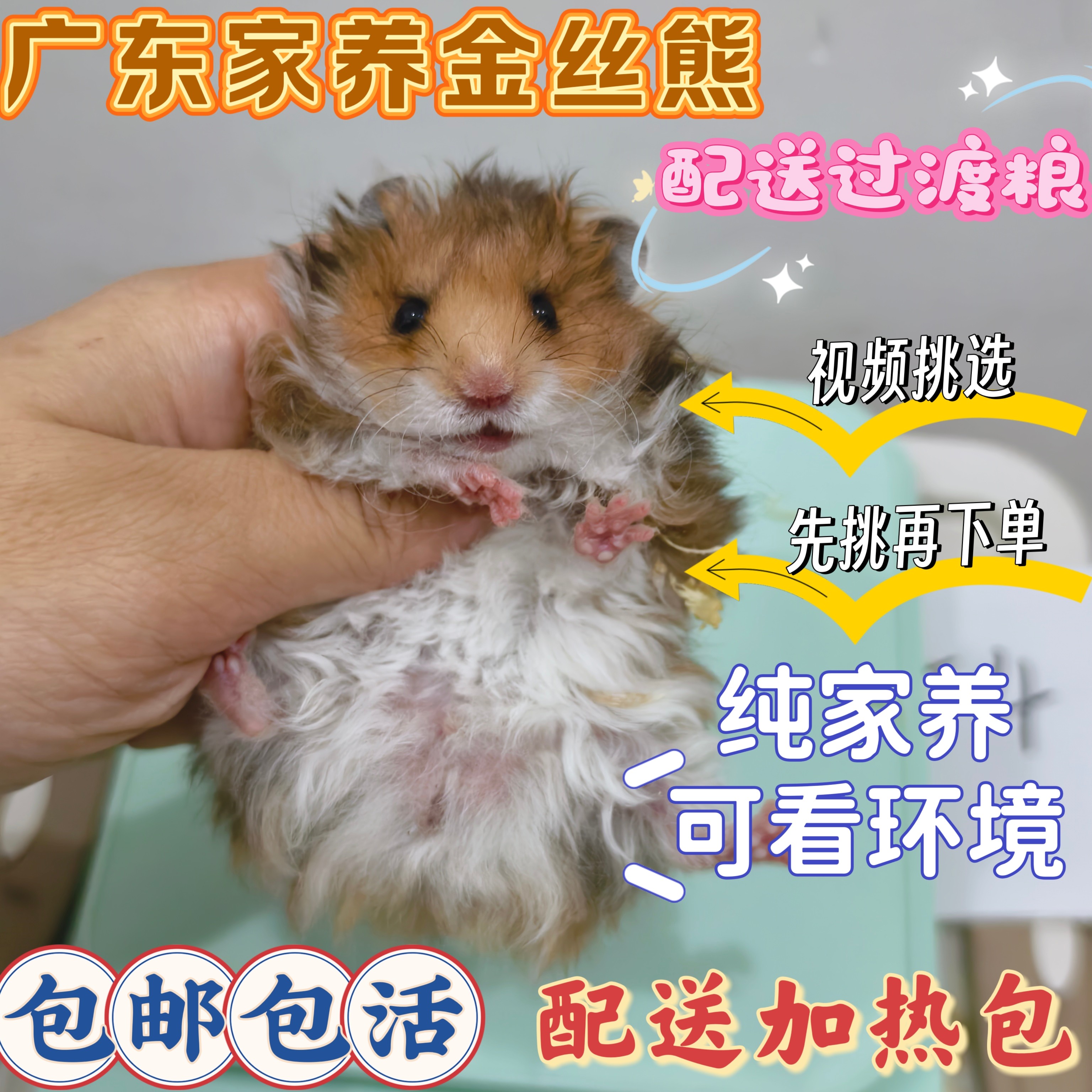 家养长毛卷毛金丝熊妹妹波利眼线肉桂白熊杂银虎纹面纹蜜包邮包活