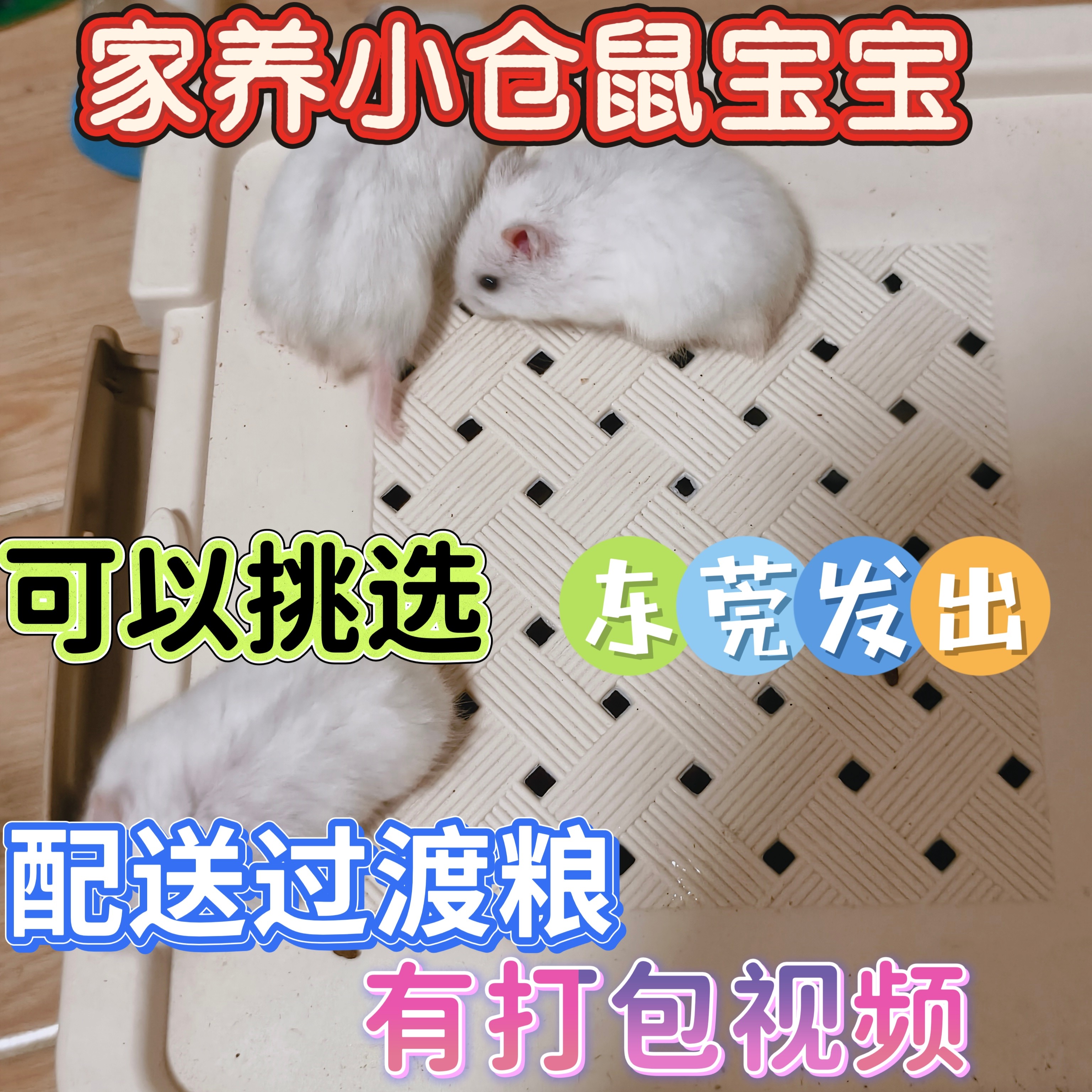 广东熊舍仓鼠宠物活体自家饲养金丝熊老婆婆布丁奶茶金狐紫仓宠物
