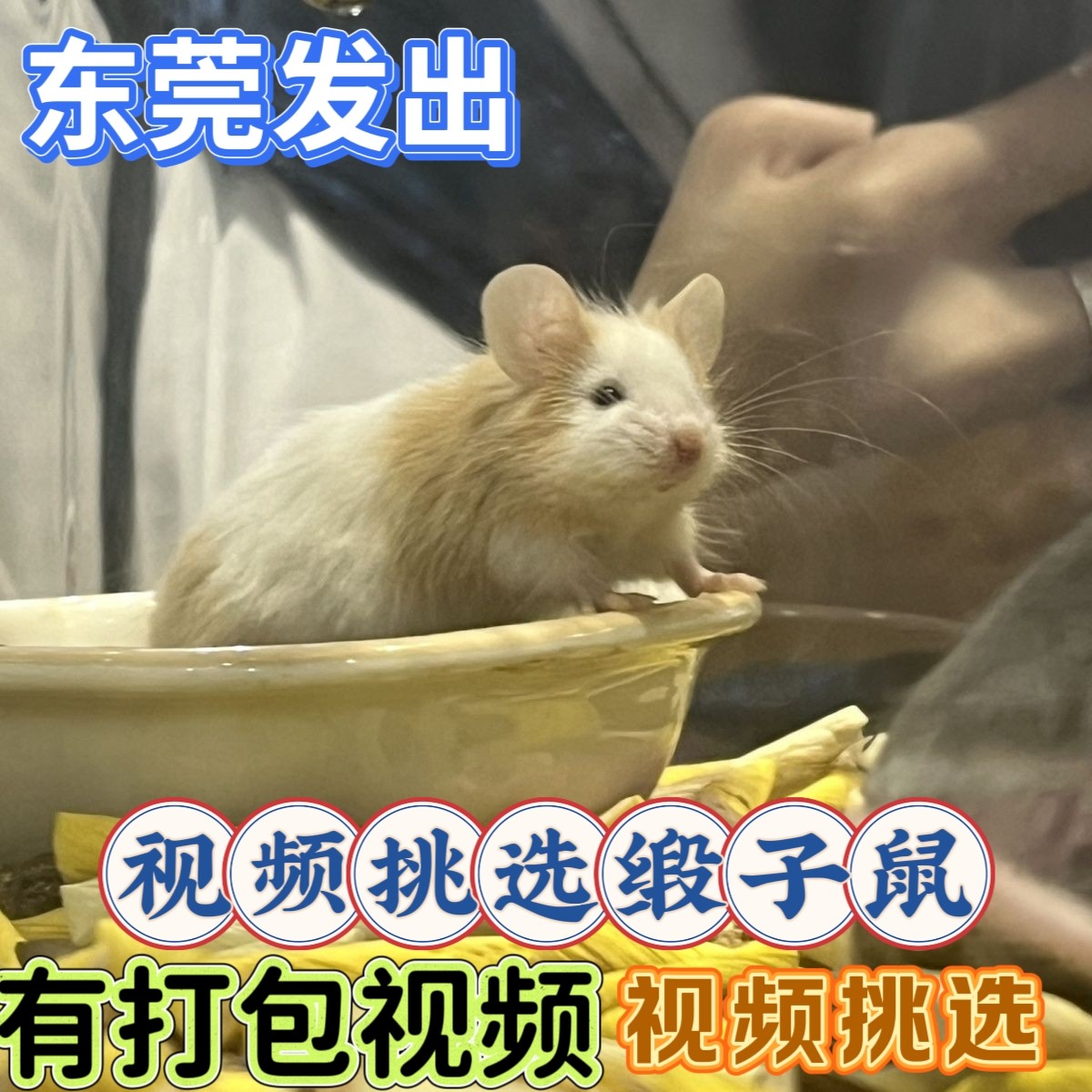 美血缎子鼠卷毛长不大宿舍桌面小仓鼠