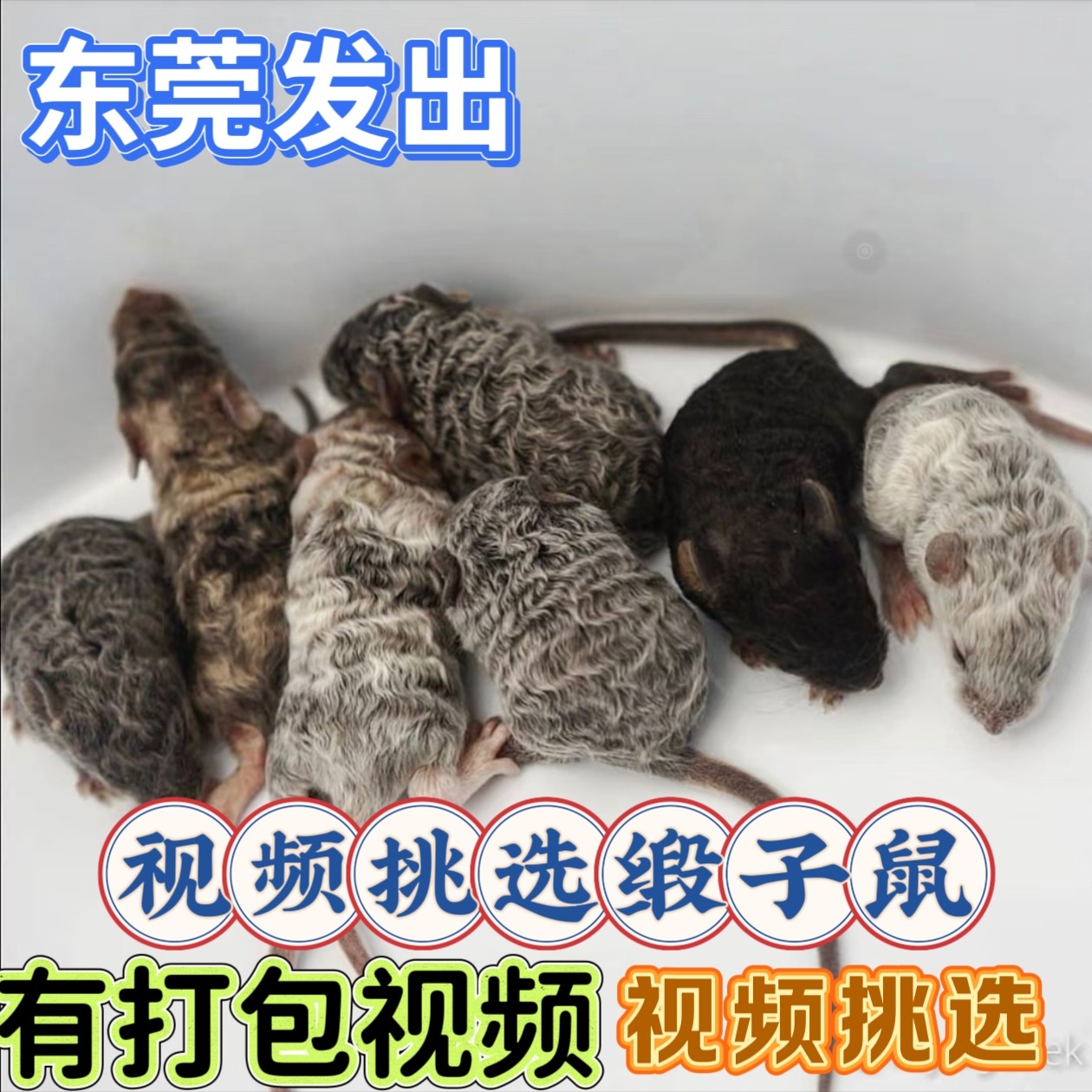 美血缎子鼠卷毛长不大宿舍桌面小宠家养亲人宠物鼠小白鼠可爱活体