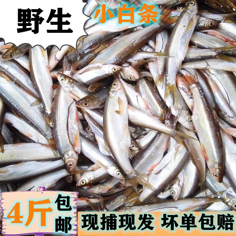 野生小白鱼蓝刀天然淡水白条鱼柳叶餐鱼穿鱼小杂鱼 4斤包邮