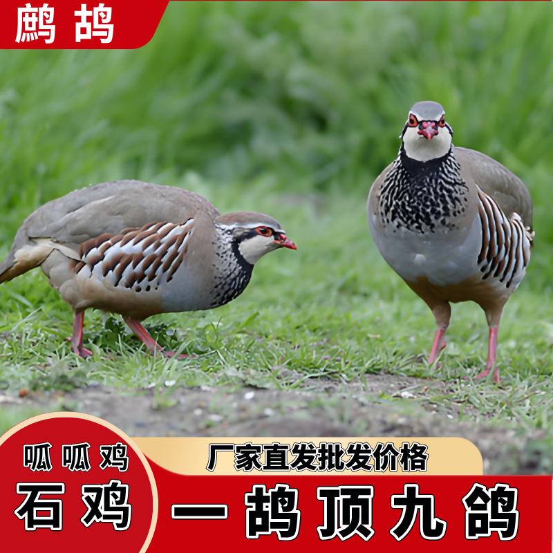 【顺丰包邮】鹧鸪宠物活物嘎嘎鸡飞龙鸟呱呱鸡养殖场直供包活