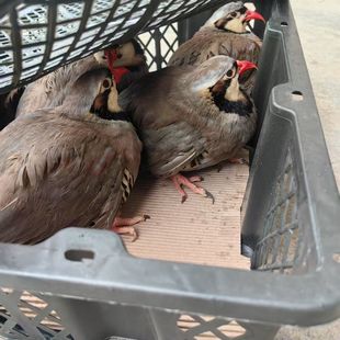 【包活到家】鹧鸪鸟活物人工养殖呱呱鸡纯种成年鹧鸪飞龙鸟活苗