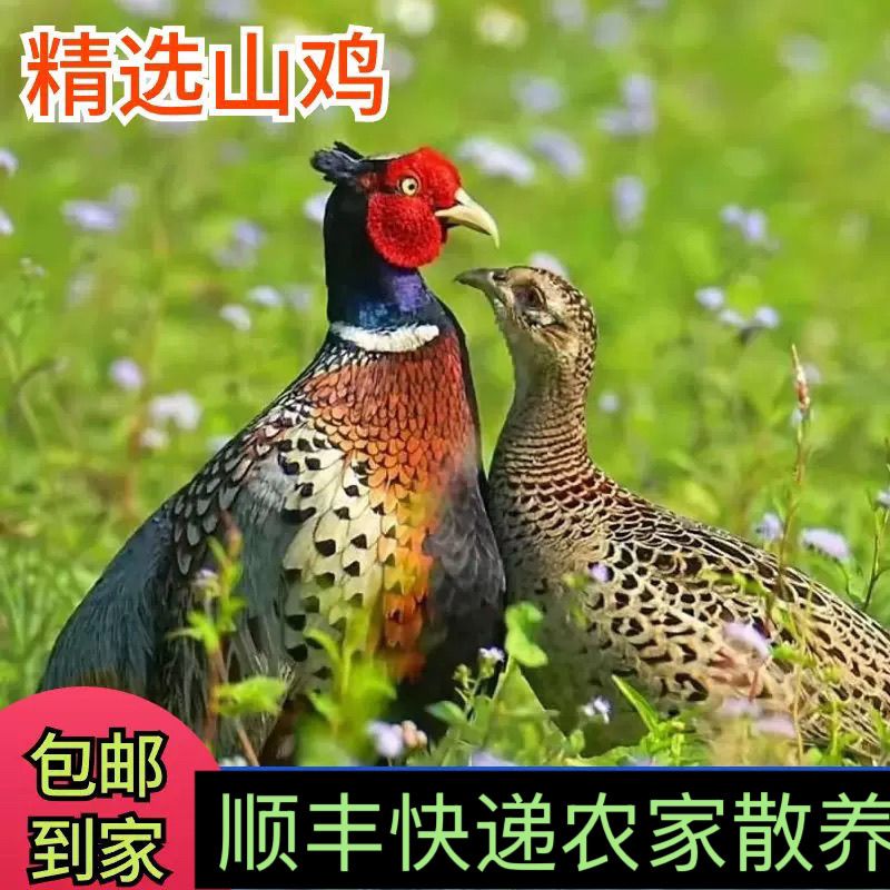 【包活到家】七彩鸡农家散养山鸡活体包邮到家正宗七彩山鸡雉鸡