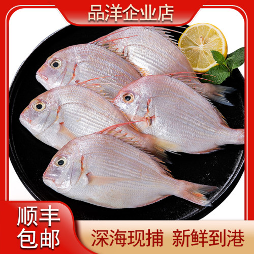 真鲷鱼质量怎么样 真鲷鱼口碑怎么样 小麦优选