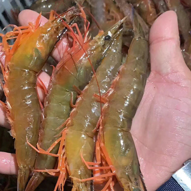 品洋新鲜特大虾鲜活超大海鲜冻虾水产基围虾青虾冷冻白虾对虾250g