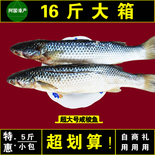 超大号梭鱼5斤装老味道开凌梭鱼2.5kg咸梭鱼渔民海捕非新鲜即食
