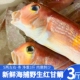 条红马头鱼舟山海鲜方头鱼甘鲷鱼刺少肉嫩3斤装 5两