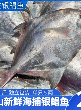 银鲳鱼白鲳鱼舟山海鲜