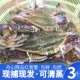 保鲜不保活舟山梭子蟹公蟹母蟹包鲜包肥大公蟹现捕现发 3斤 份