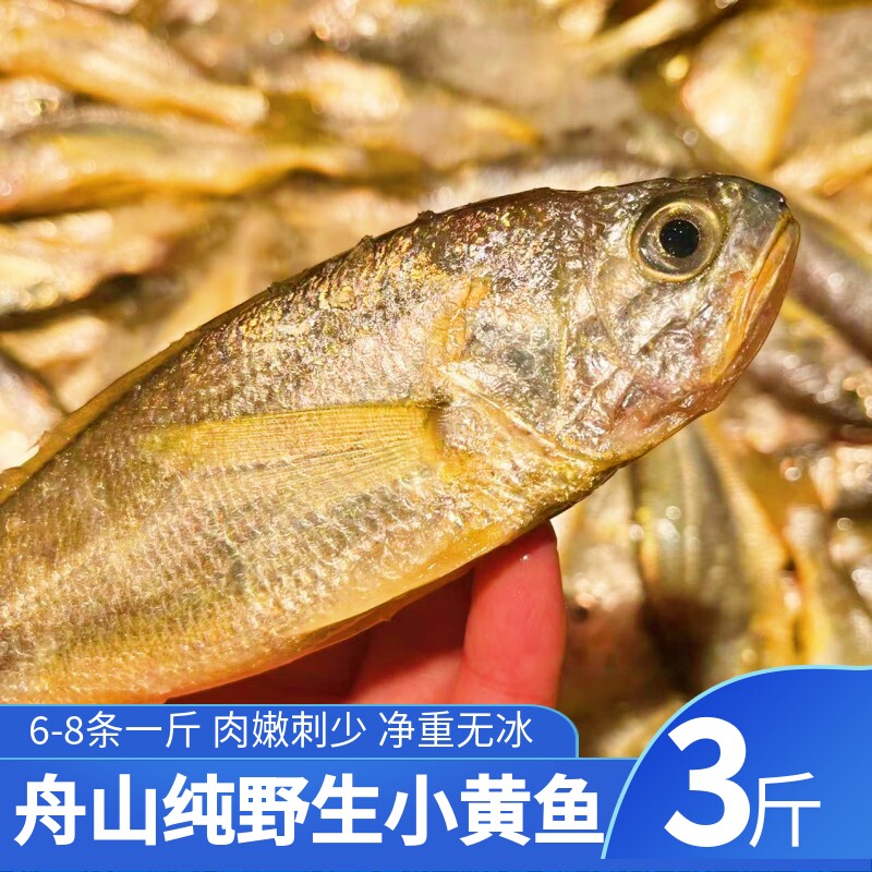 舟山小黄鱼新鲜海捕码头直发