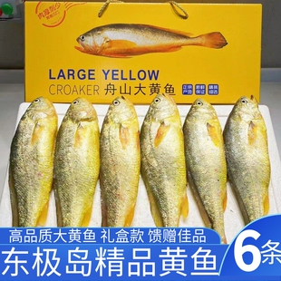 高品质东极岛 野化生态深海 大黄鱼黄花鱼冰鲜黄鱼礼盒款 6条一份