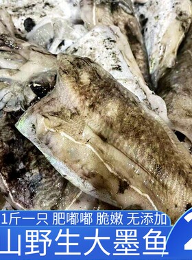 舟山墨鱼目鱼新鲜大墨鱼舟山海鲜