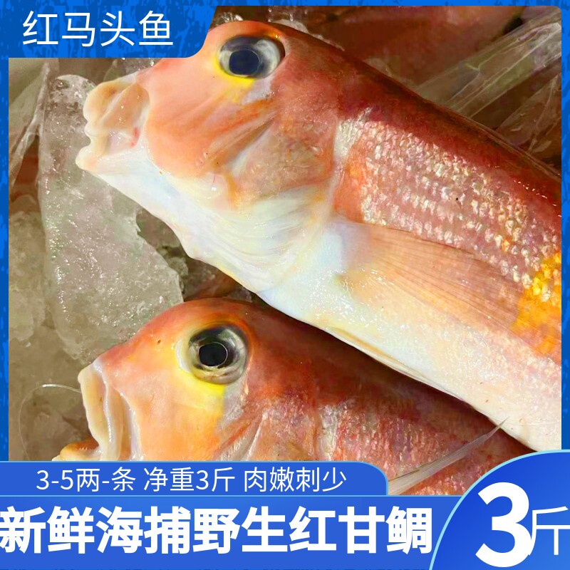 舟山鲜活水产马鱼舟山海鲜